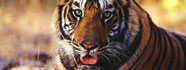 Sunderban Tour Kolkata Tour Operator Launch Booking